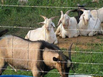 養殖場圍欄網 養殖場圍欄網